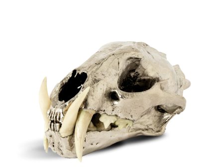 PARTS OF FOUR - Leopard Skull (CR+B) Discount